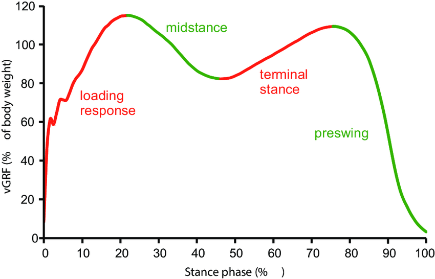 Subphases-of-the-gait-stance-phase-vGRF-vertical-ground-reaction-force