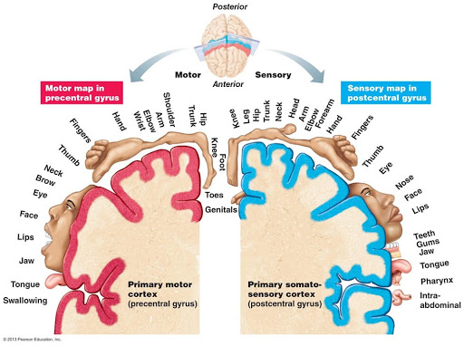 brain mapping